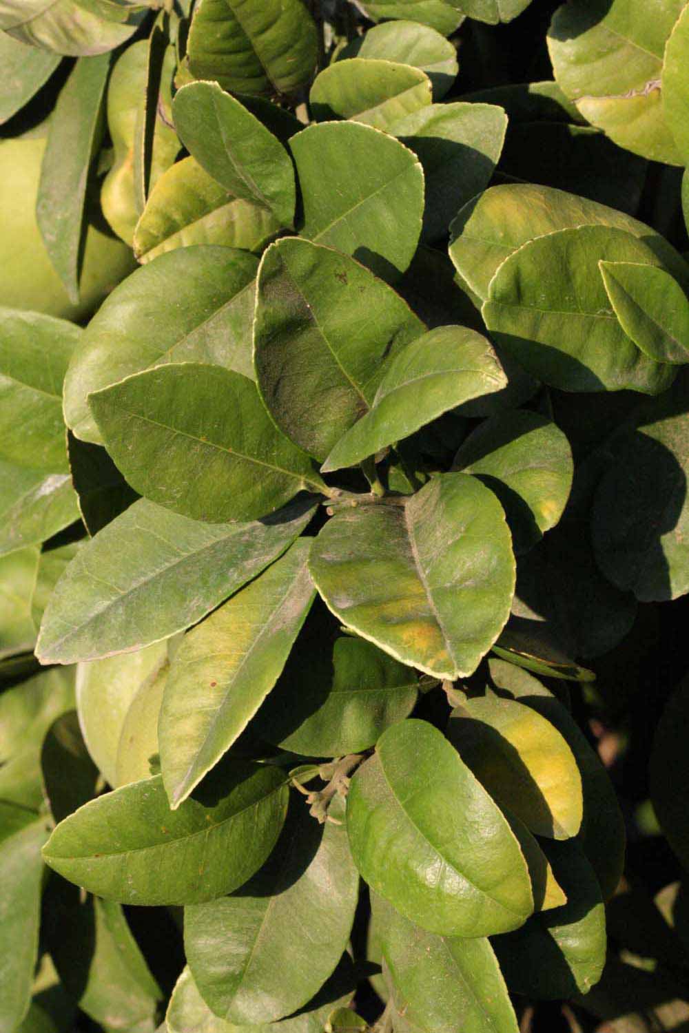              Sun leaves (Riverside, CA)       